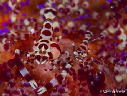 Coleman Shrimp with parasite by Edward Cheong 